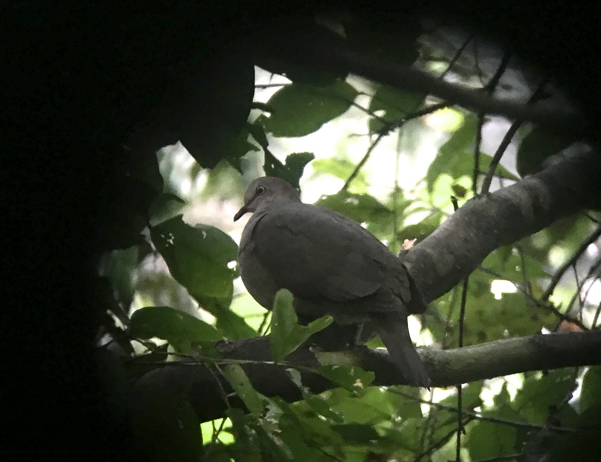Gray-chested Dove - ML42022671