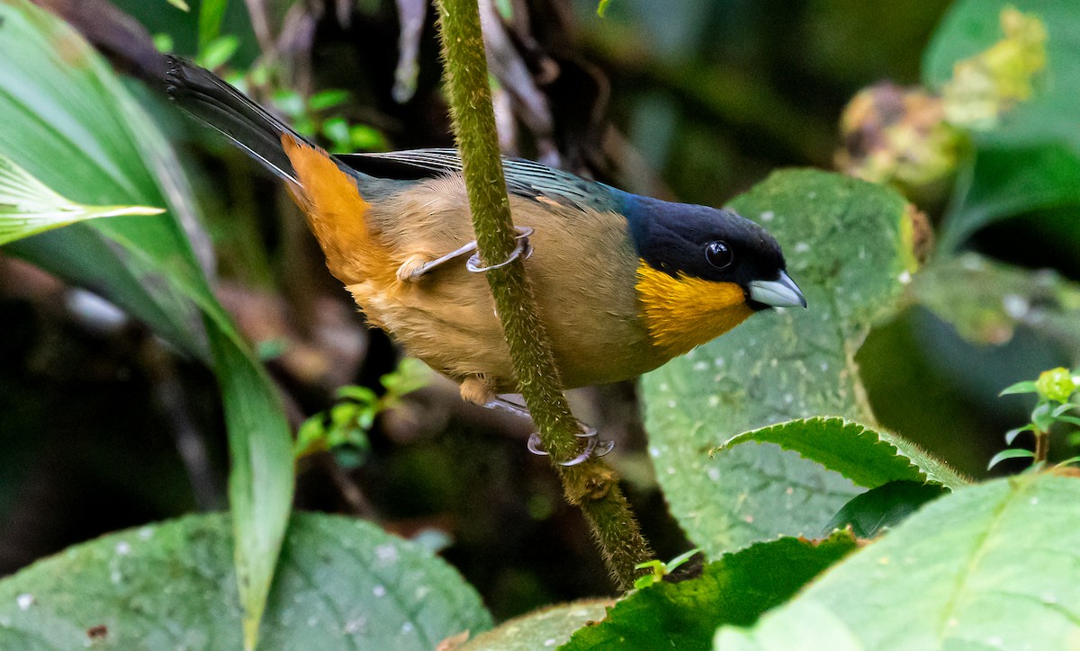Yellow-throated Tanager - ML420231831
