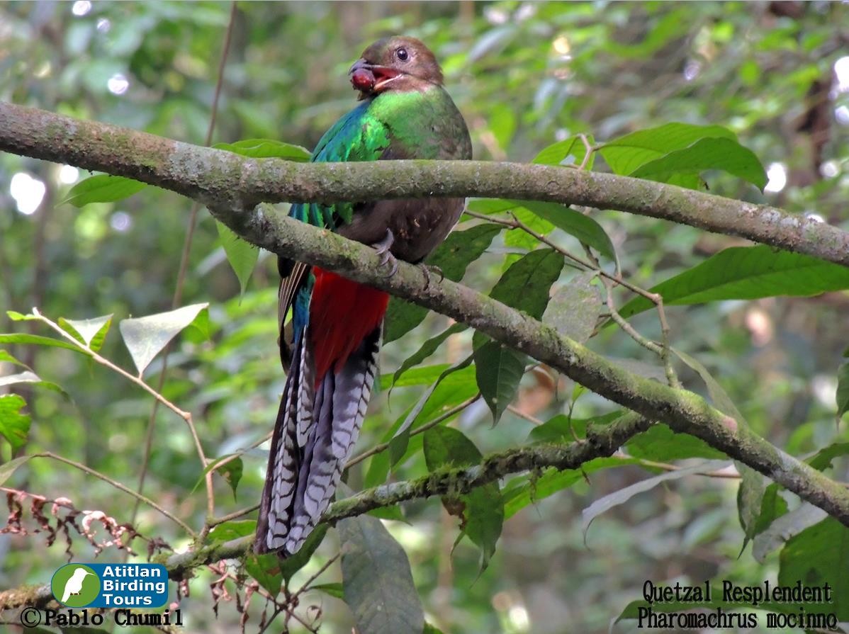Resplendent Quetzal - Pablo Chumil Birding Guatemala