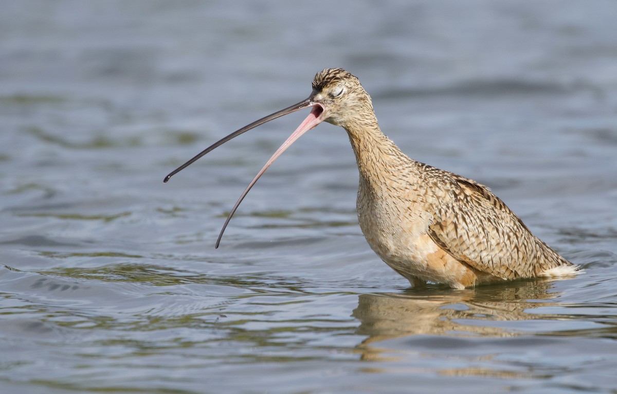 Long-billed Curlew - ML420241091