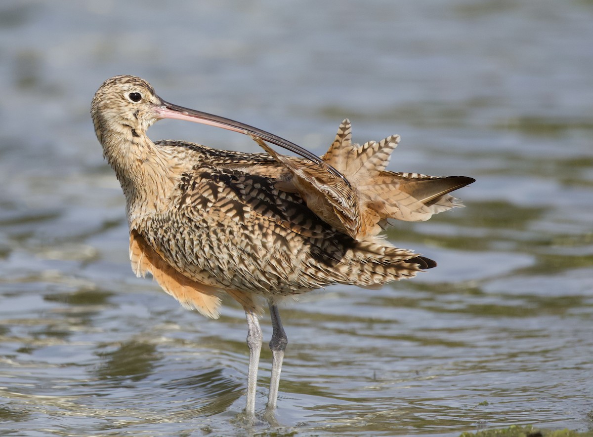 Long-billed Curlew - ML420241101