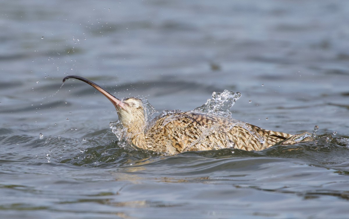Long-billed Curlew - ML420241111