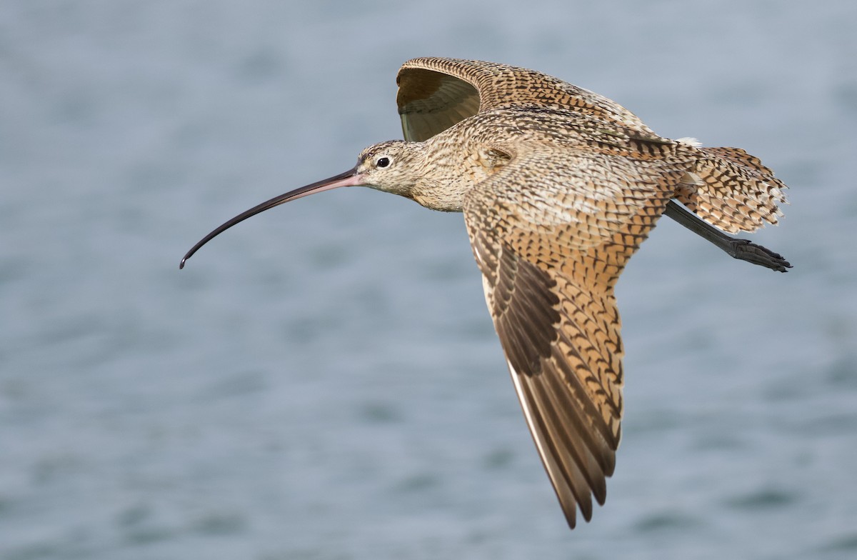 Long-billed Curlew - ML420241121