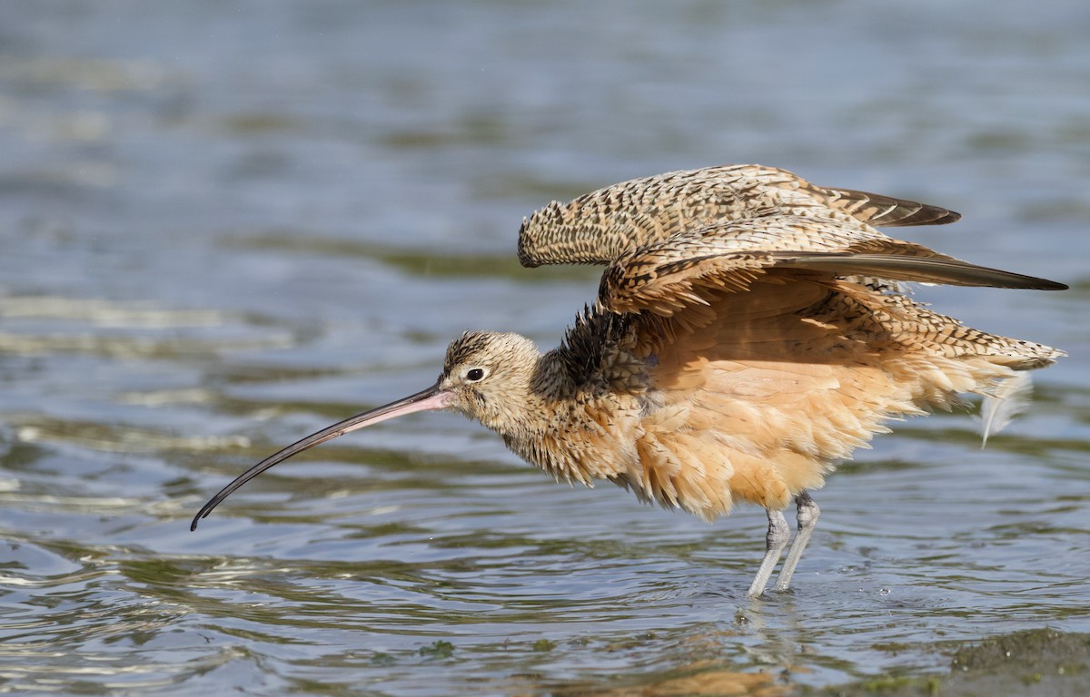 Long-billed Curlew - ML420241351