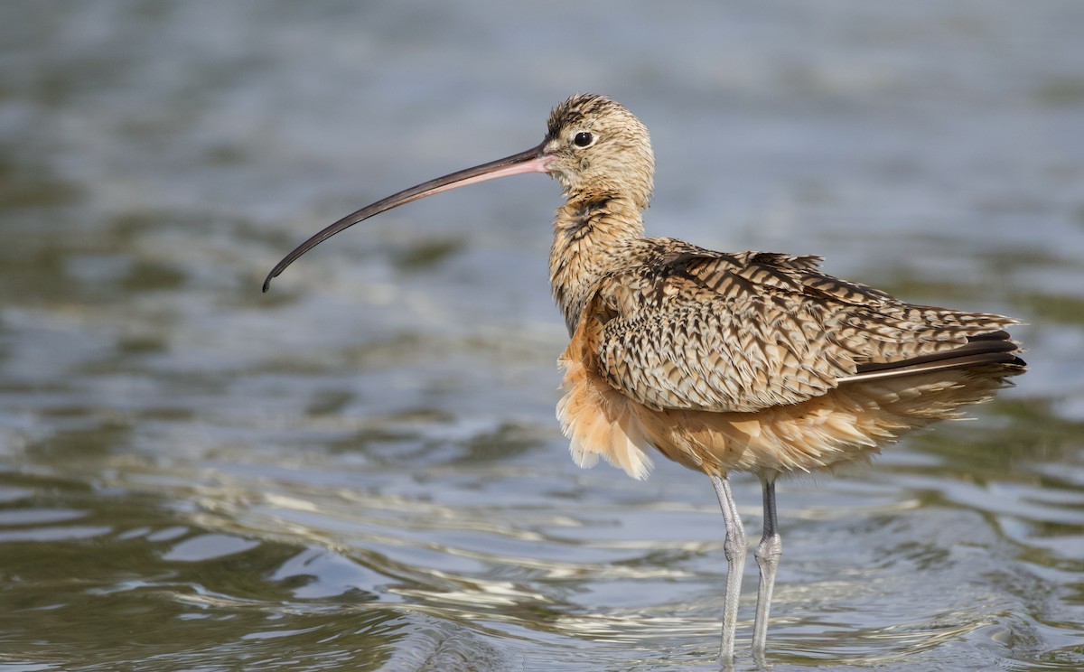 Long-billed Curlew - Will Sweet