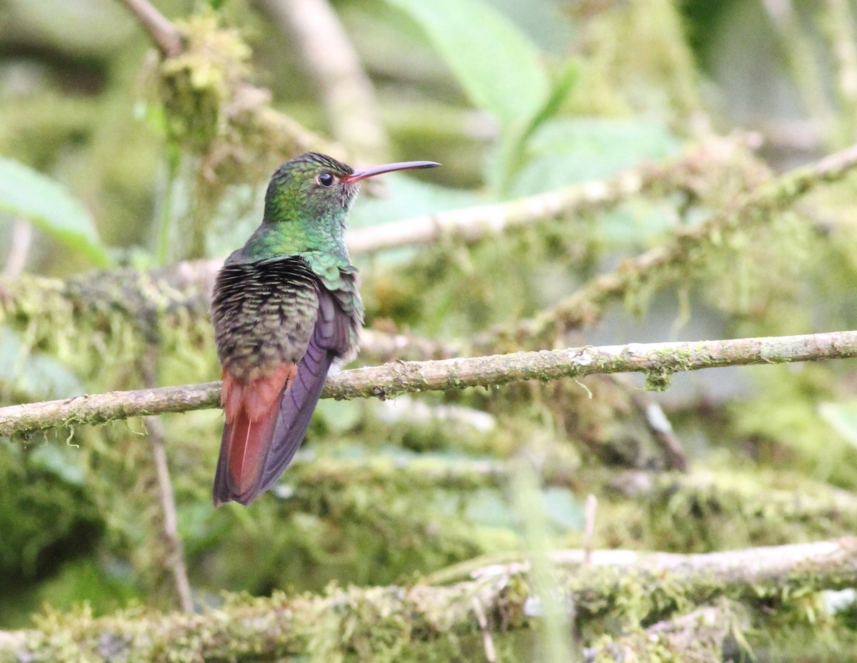 Rufous-tailed Hummingbird - ML42024251