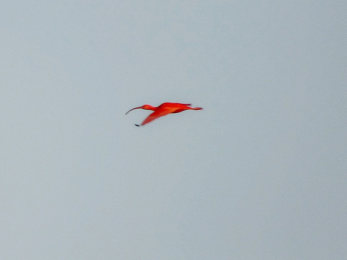 Scarlet Ibis - ML420251001