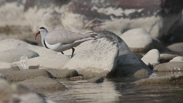 Bec-d'ibis tibétain - ML420252281