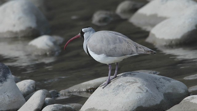 Bec-d'ibis tibétain - ML420252441