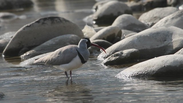 Bec-d'ibis tibétain - ML420252761