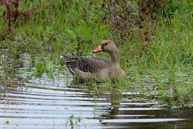 Greater White-fronted Goose - Mike Charest