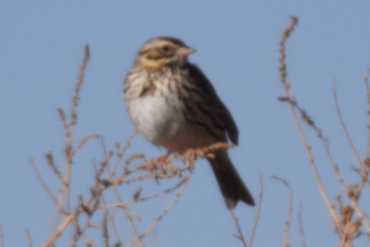 Savannah Sparrow - ML420256091