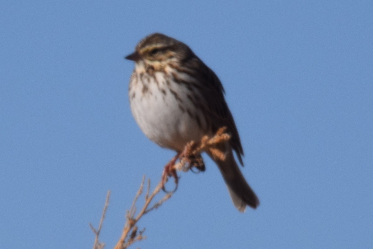Savannah Sparrow - ML420256101