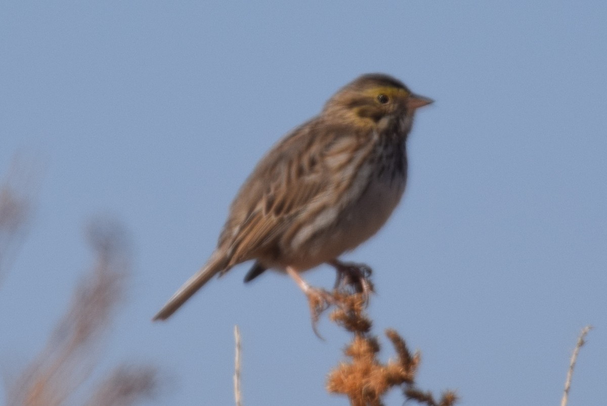 Savannah Sparrow - ML420256111
