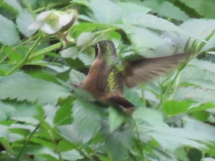 Speckled Hummingbird - ML420260861