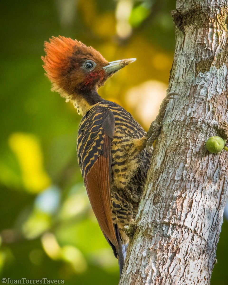 Rufous-headed Woodpecker - ML420262081