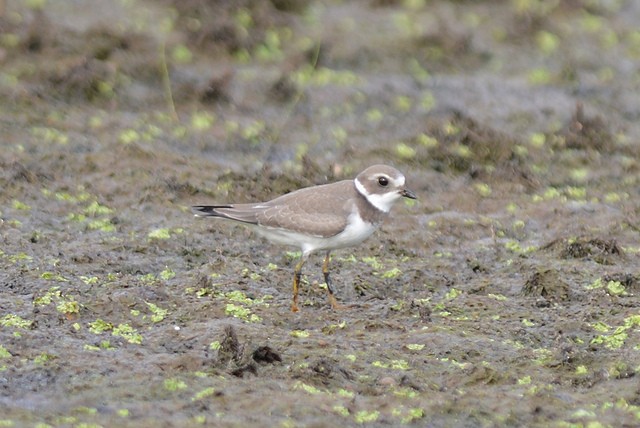 Semipalmated Plover - Mike Charest