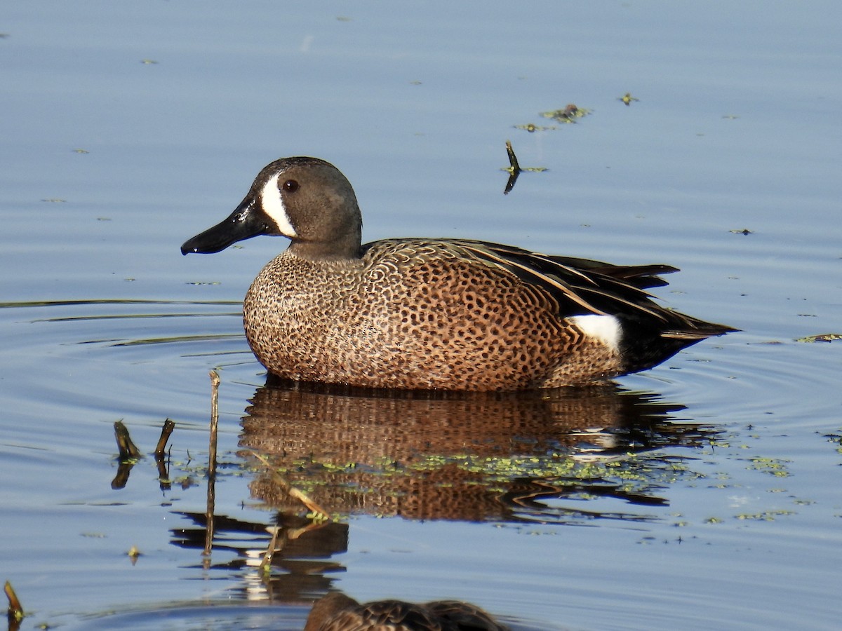Blue-winged Teal - ML420264091
