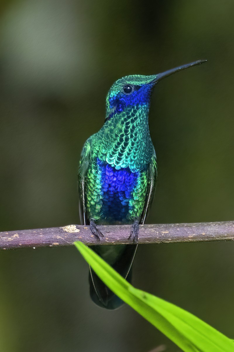 kolibřík modrolící - ML420265331