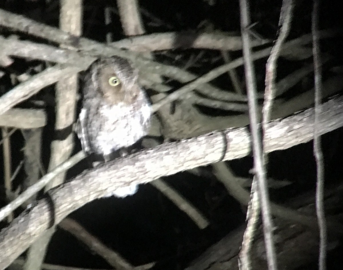 Middle American Screech-Owl (Middle American) - ML420272181
