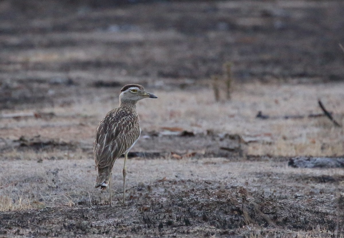 Double-striped Thick-knee - ML420272901