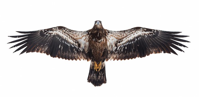 Golden Eagle - eBird