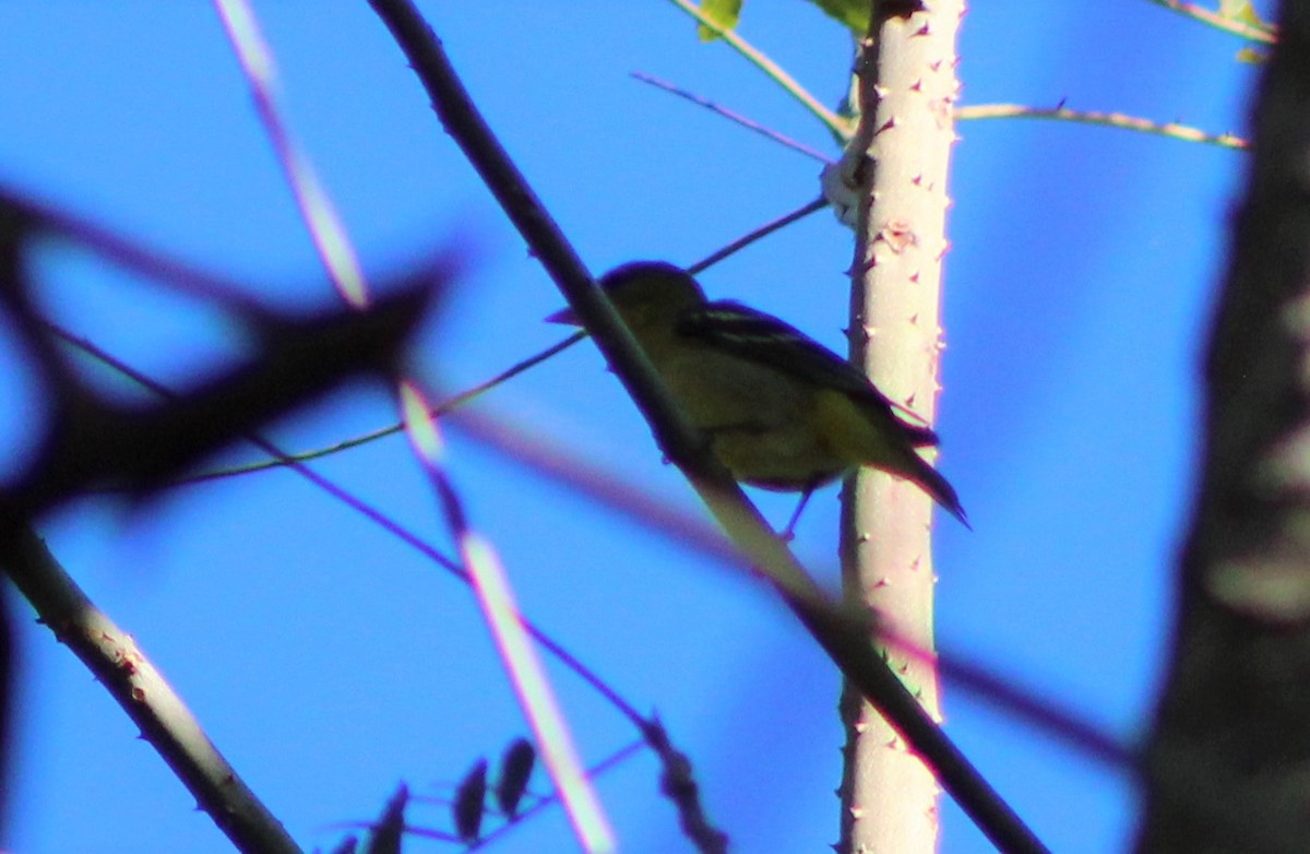 Western Tanager - ML420275131