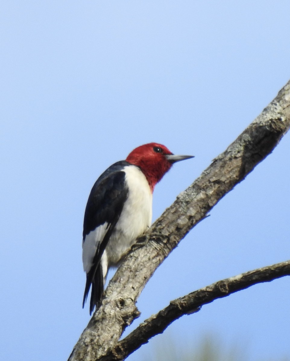 Red-headed Woodpecker - ML420276251