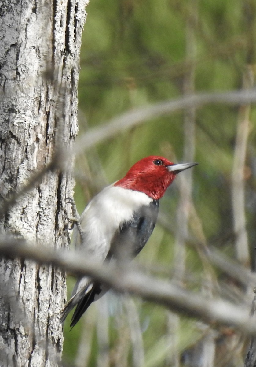 Red-headed Woodpecker - ML420276261