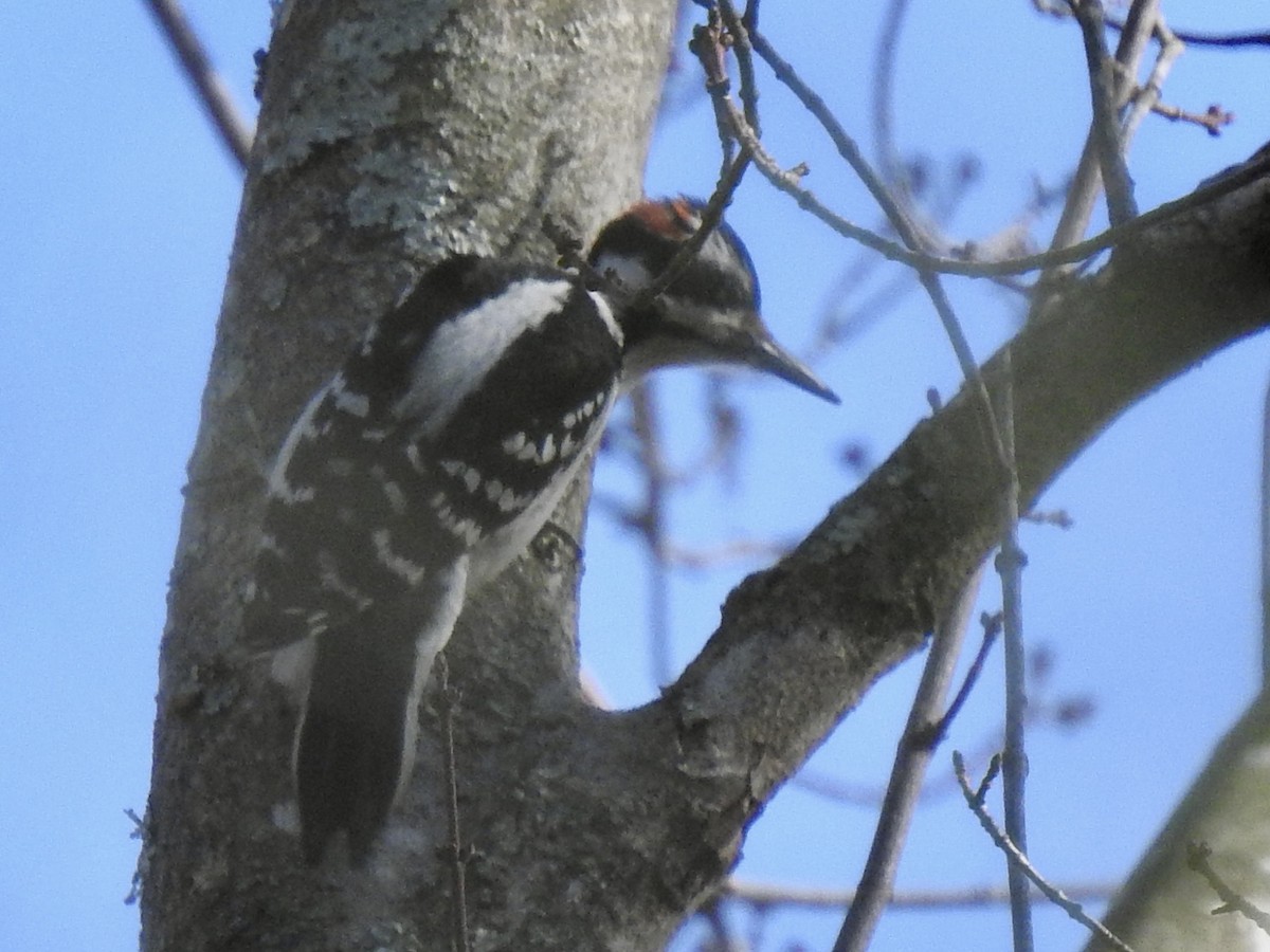 Hairy Woodpecker - Nan Dewire