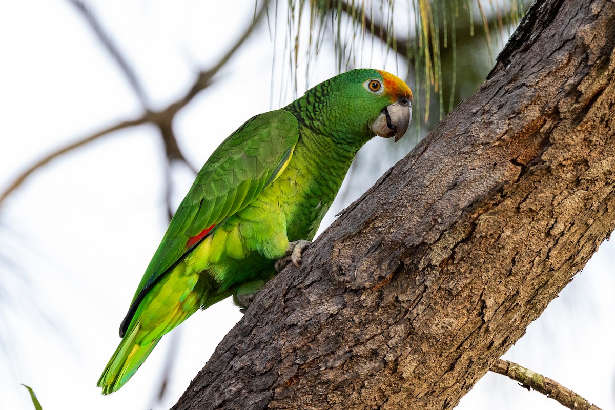 Yellow-crowned Parrot - ML420277071