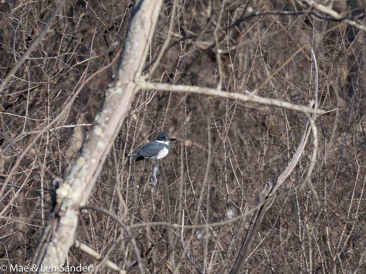 Belted Kingfisher - ML420279331