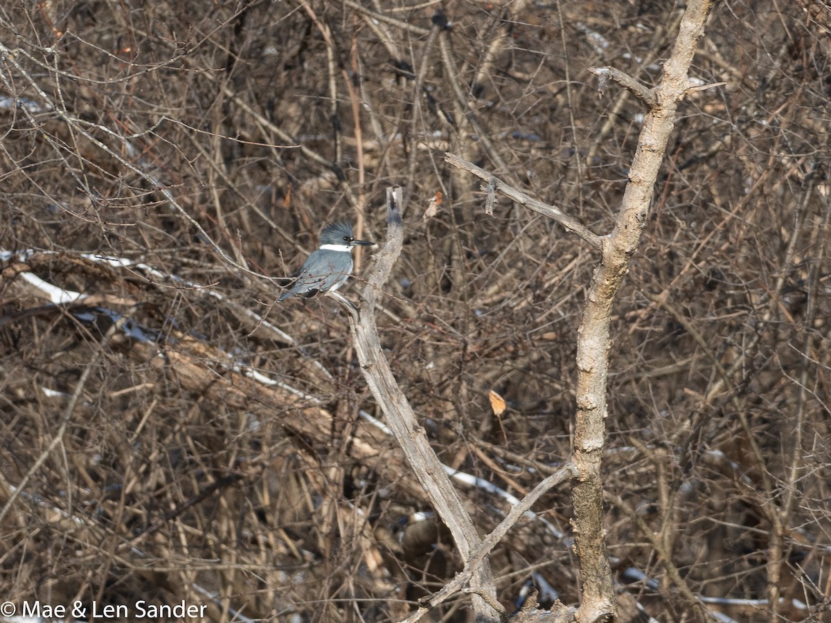 Belted Kingfisher - ML420279341