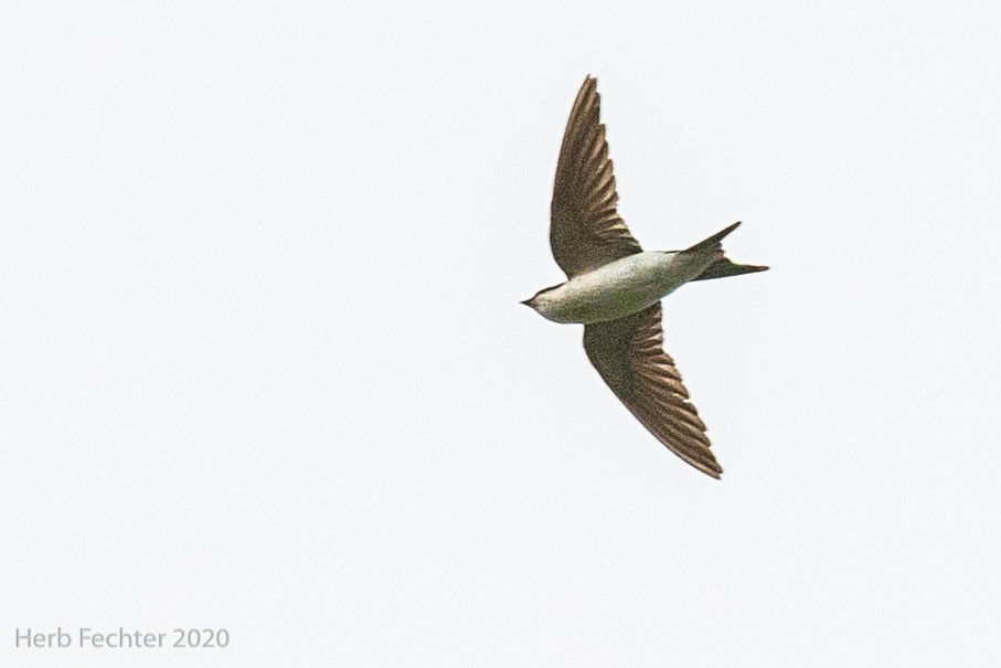 Bahama Swallow - ML420279991