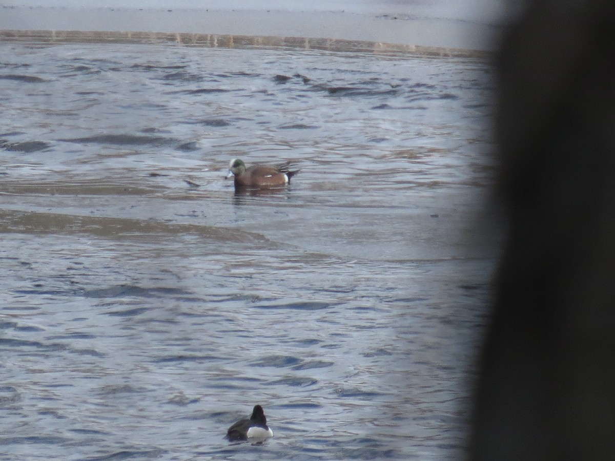 eBird Checklist 26 Feb 2022 Kensington Metroparkgeneral (Oakland