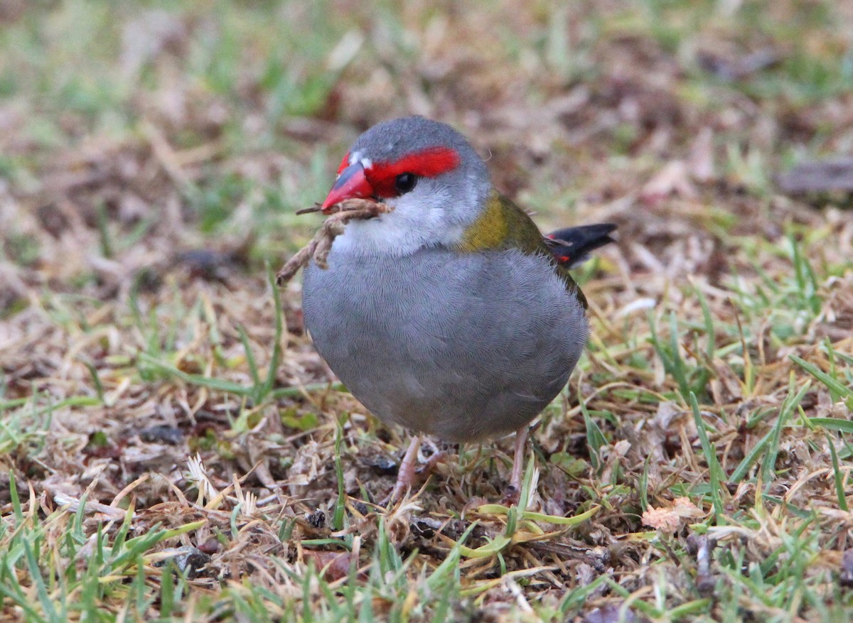 Red-browed Firetail - ML42029471