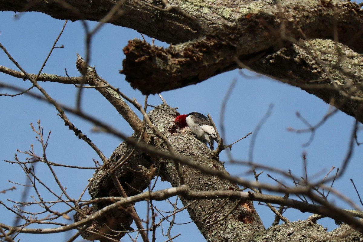 Red-headed Woodpecker - ML420297581