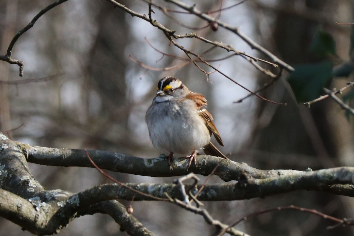 White-throated Sparrow - ML420297961