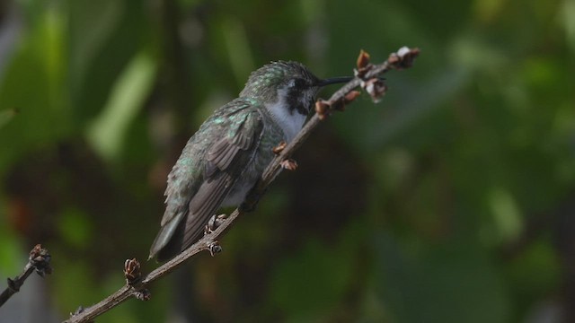 Costa's Hummingbird - ML420301711