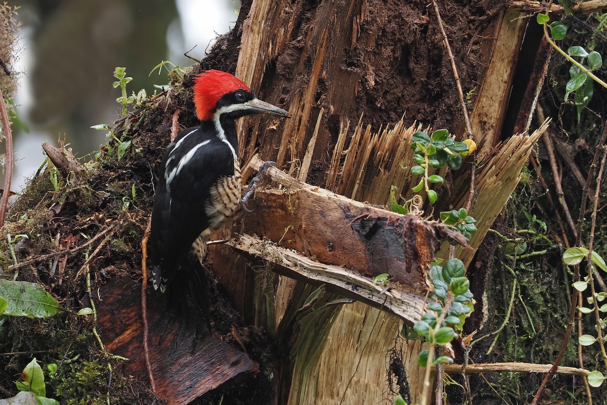 Powerful Woodpecker - Sam Woods