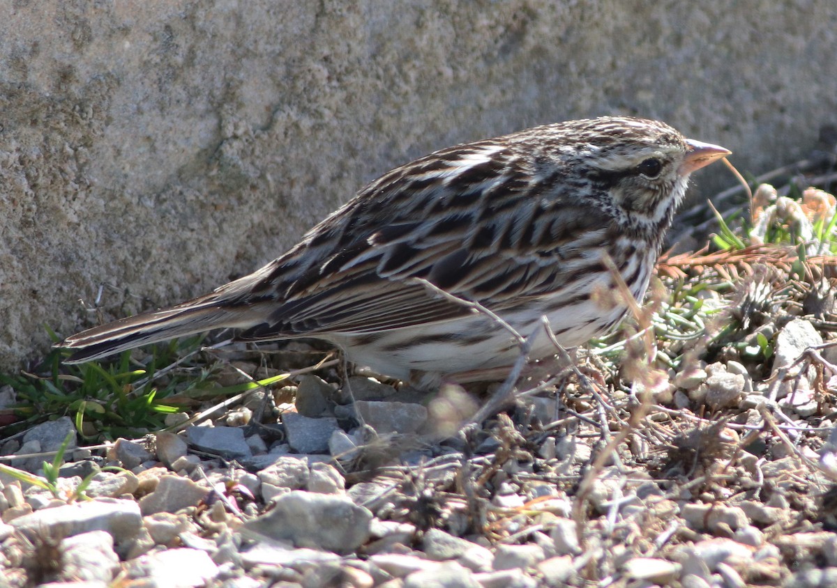 Savannah Sparrow - ML420302821