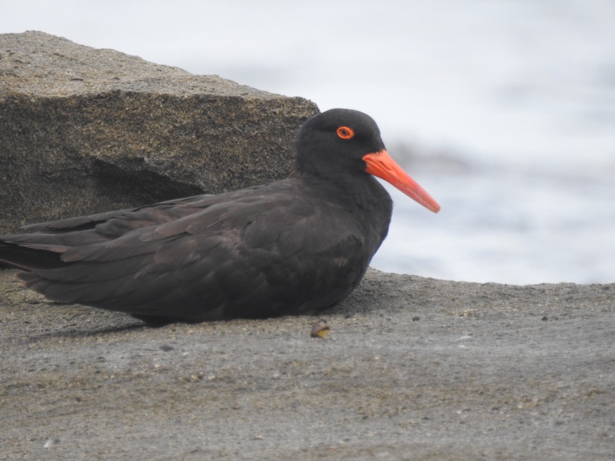 Sooty Oystercatcher - Michael Daley