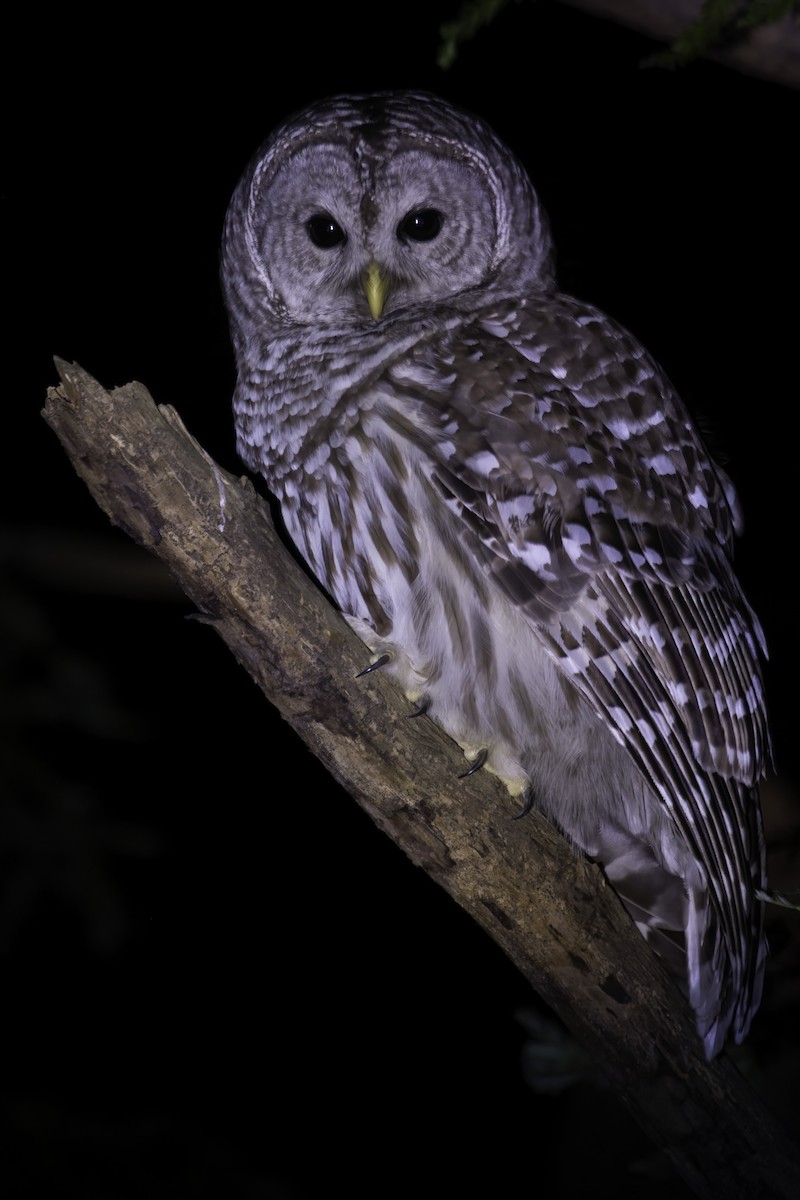 Barred Owl - Connor Cochrane