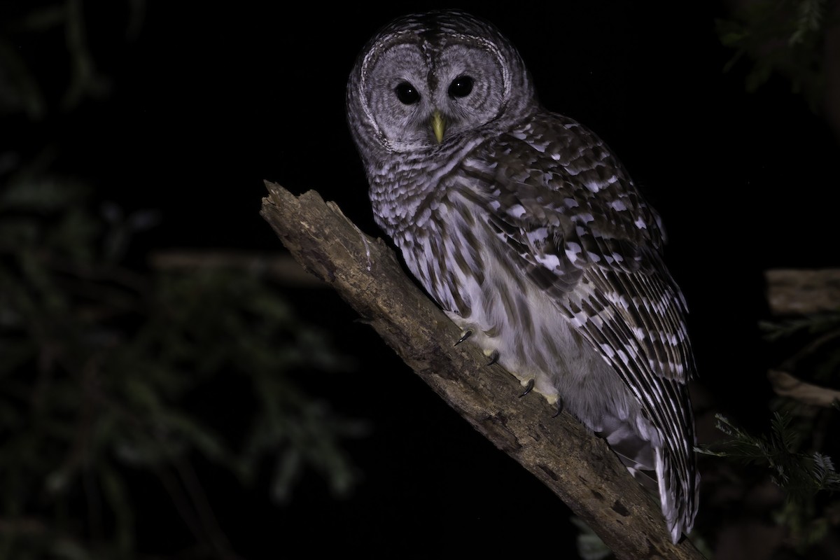 Barred Owl - Connor Cochrane