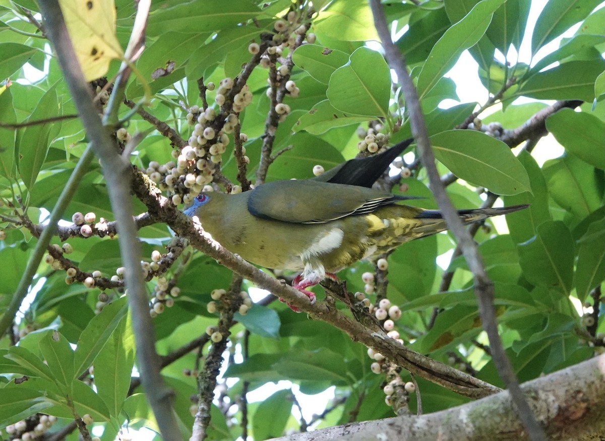 Yellow-vented Green-Pigeon - ML420309231