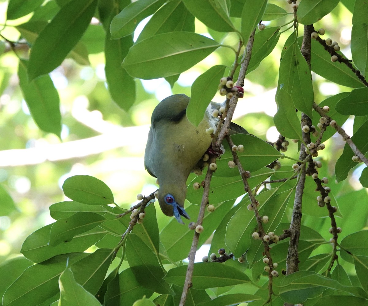 Yellow-vented Green-Pigeon - ML420309251