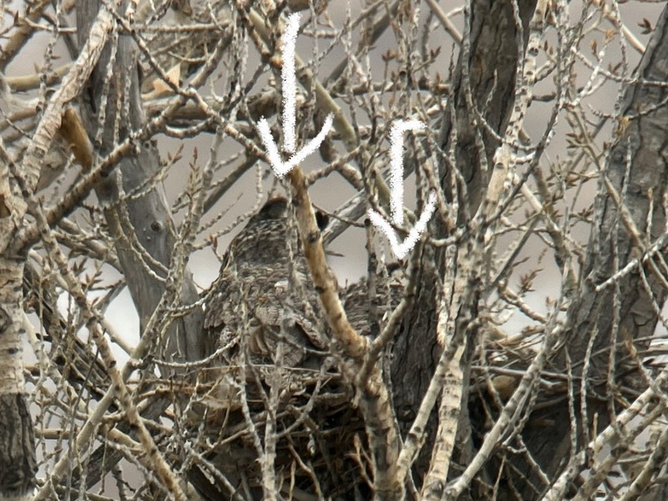 Great Horned Owl - ML420313311