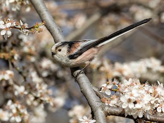  - Long-tailed Tit