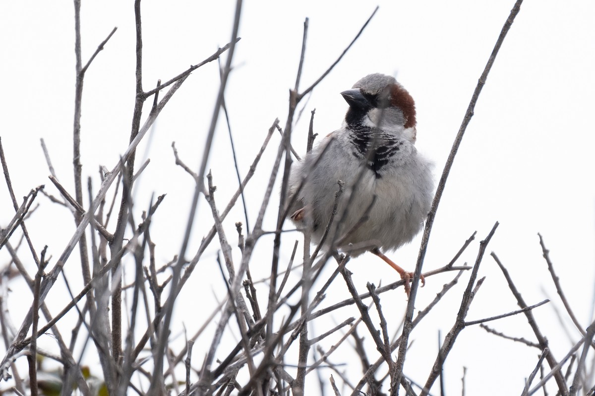 House Sparrow - Isabelle Reddy
