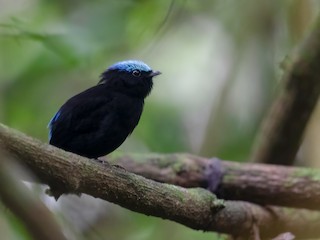  - Cerulean-capped Manakin